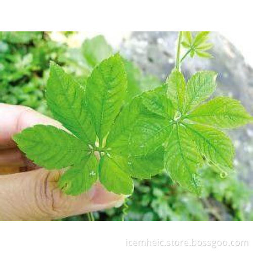 CAS 94987-08-3 chinese herbal medicine Gynostemma pentaphyl